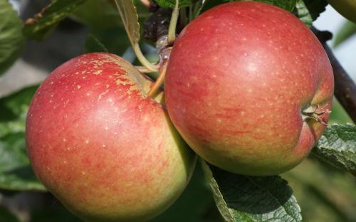 Braeburn apples