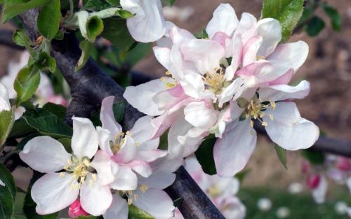 Egremont Russet apple blossom