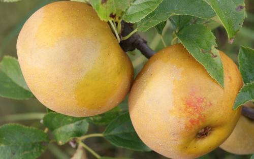 Egremont Russet apples