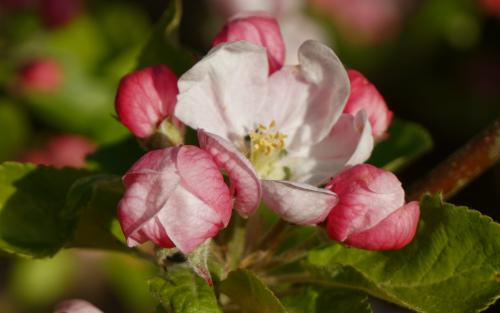 Fiesta apple blossom