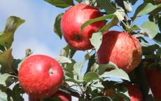 Honeycrisp apple trees