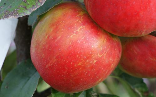 Honeycrisp apples