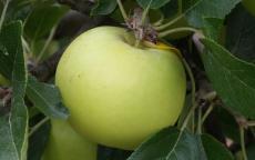Limelight apple trees
