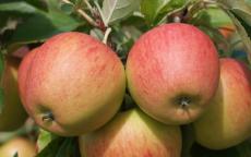 Pinova apple trees