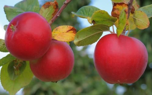 Red Devil apples