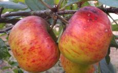 Topaz apple trees