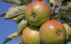 Topaz apple trees