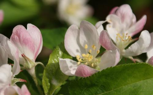 Topaz apple blossom