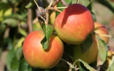 Winter Gem apple trees