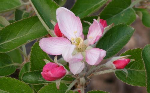 Winter Gem apple blossom