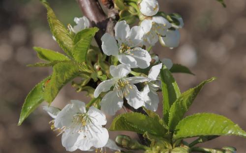 Celeste sweet cherry blossom