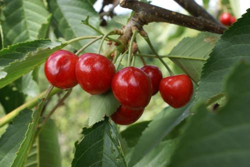 Penny sweet cherries