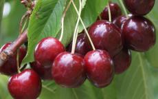 Stella cherry trees
