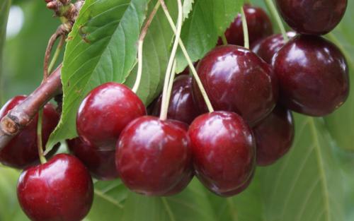 Stella sweet cherries