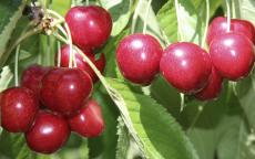 Sunburst cherry trees