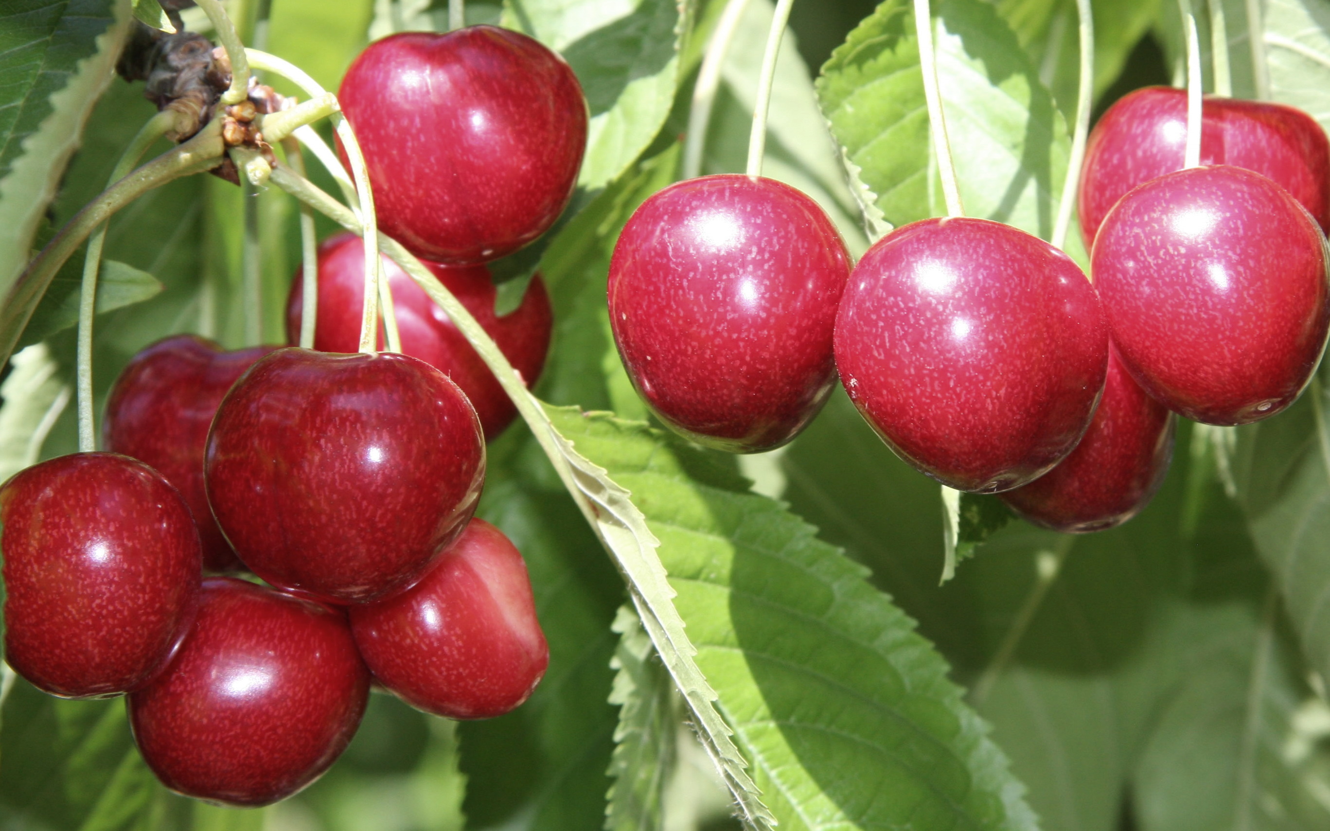 Sunburst cherry trees