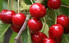 Sweetheart cherry trees