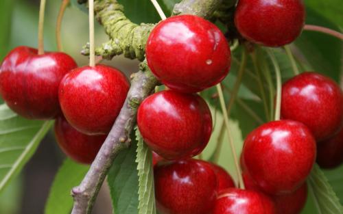 Sweetheart cherries on the tree sweet cherries