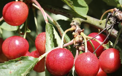 Sweetheart cherries on the tree sweet cherries