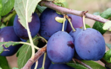 Merryweather damson trees