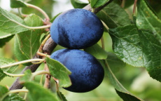 Shropshire Prune damson trees