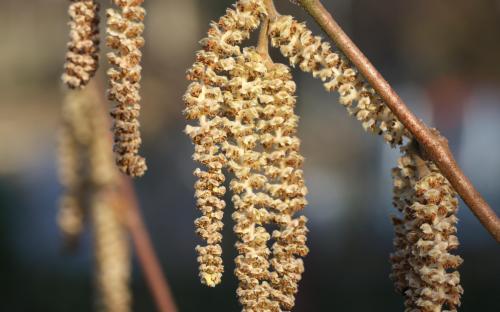 Corylus avellana Cosford blossom