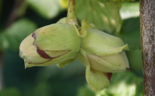 Cosford nuts hazel nuts