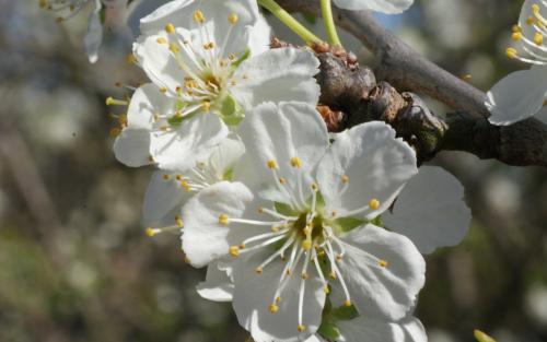 Oullins Golden Gage plum blossom