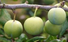 Old Green Gage plum trees