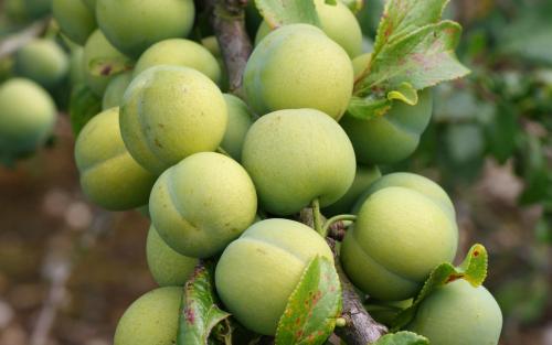 Old Green Gage plums