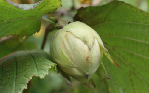 Ennis hazel nuts