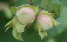 Hall's Giant hazel trees