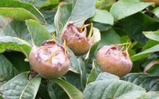 Nottingham medlar trees