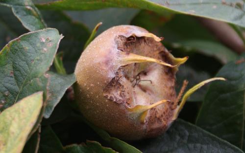 Nottingham medlar fruits