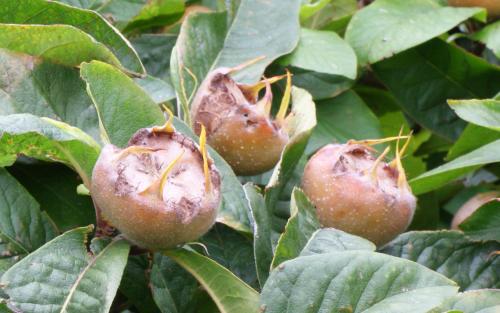 Nottingham medlar fruits