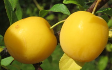 Golden Sphere cherry plum trees