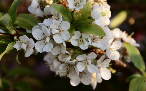 Prunus cerasifera Golden Sphere blossom