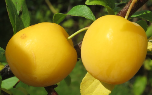 Golden Sphere cherry plums