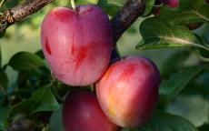 Ruby mirabelle trees