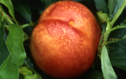 Nectarella peaches