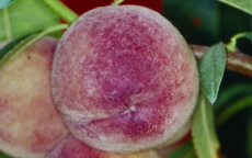 Peregrine peach trees