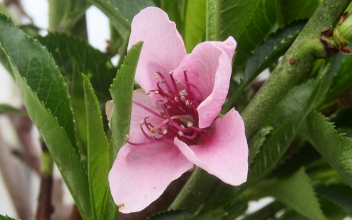 Prunus persica Peregrine blossom