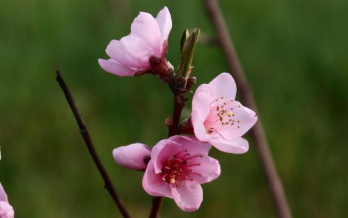 Prunus persica Rochester blossom