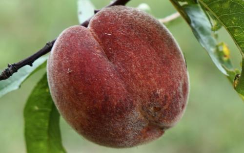 Rochester peaches