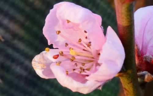 Prunus persica Saturn blossom