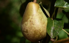 Buy Beth pear trees