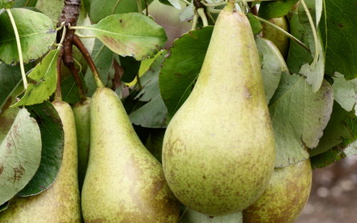 Conference pears