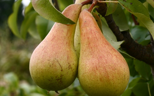 Concorde pears