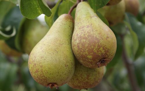 Concorde pears