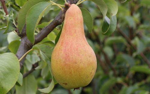 Concorde pears